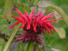 Monarda 'Cambridge Scarlet' Bergamotplant bestellen